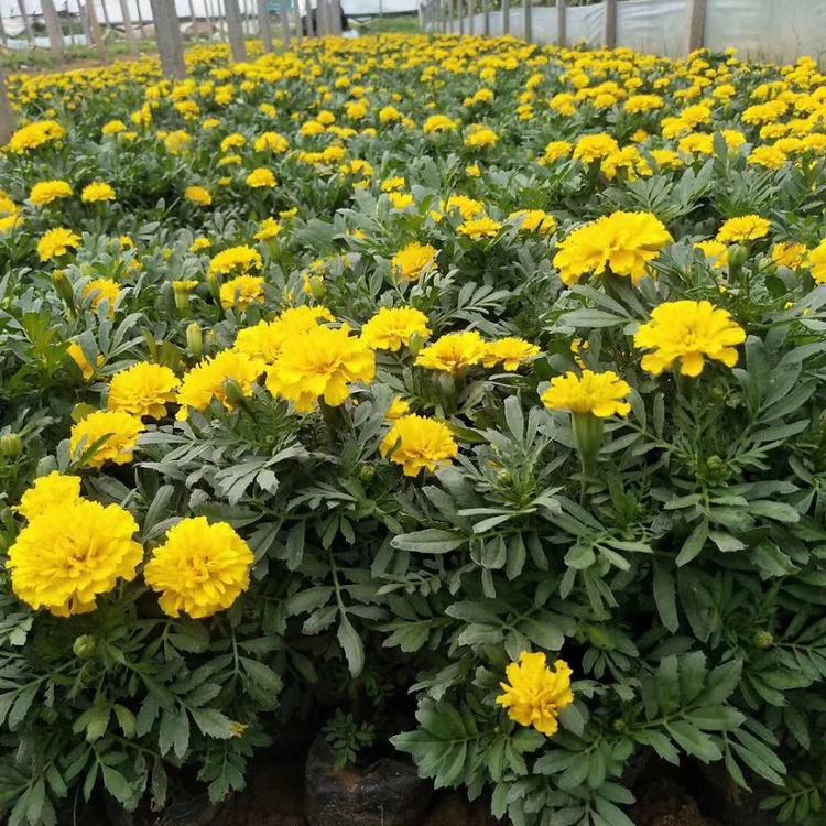 山东孔雀草基地 孔雀草批发价格 孔雀草种植基地