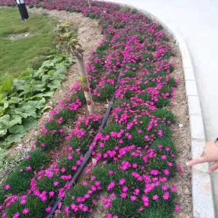欧石竹出售   欧石竹种植供应  山东欧石竹价格