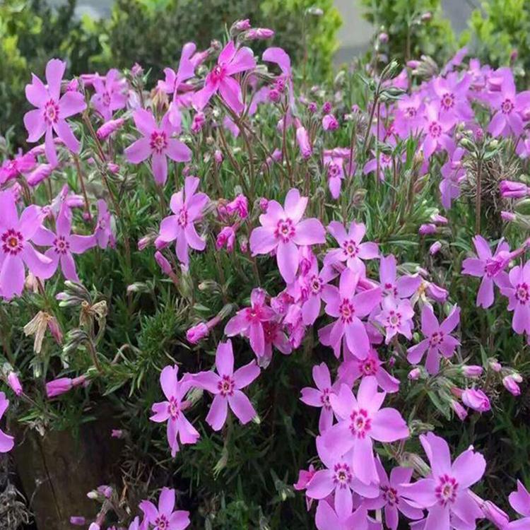 批发福禄考 丛生禄禄考 芝樱福禄考