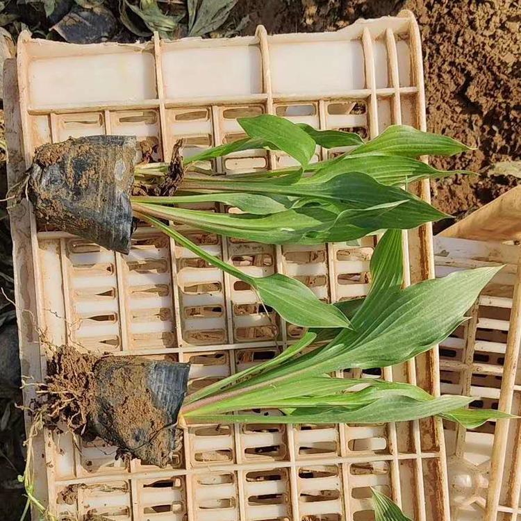 看这里玉簪 值得信赖的玉簪厂家 玉簪生产厂家