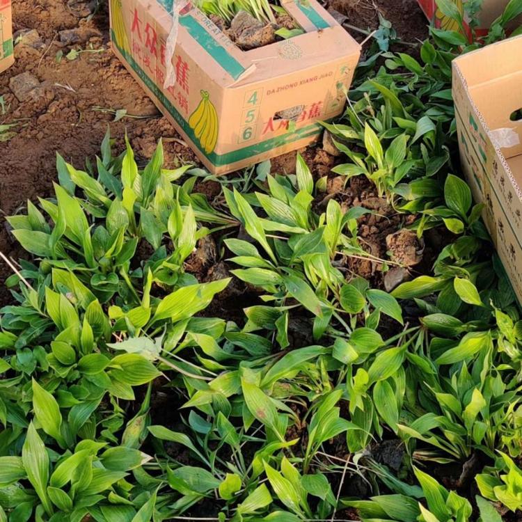 大花白玉簪批发价格 大花白玉簪种植基地