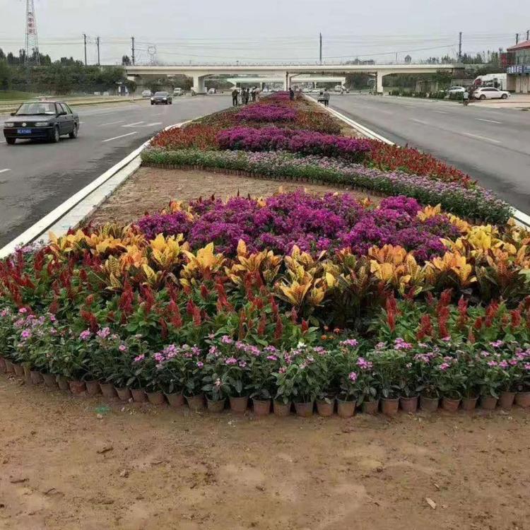 花海供应花海景观设计花海组摆价格