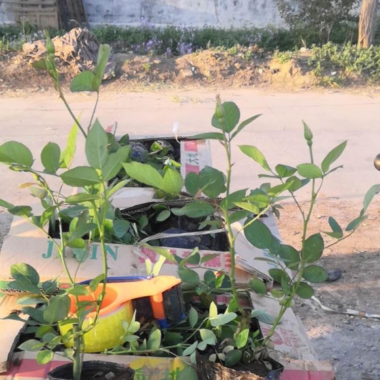 月季基地 丰花月季价格 月季供应 丰花月季供应 大花月季报价