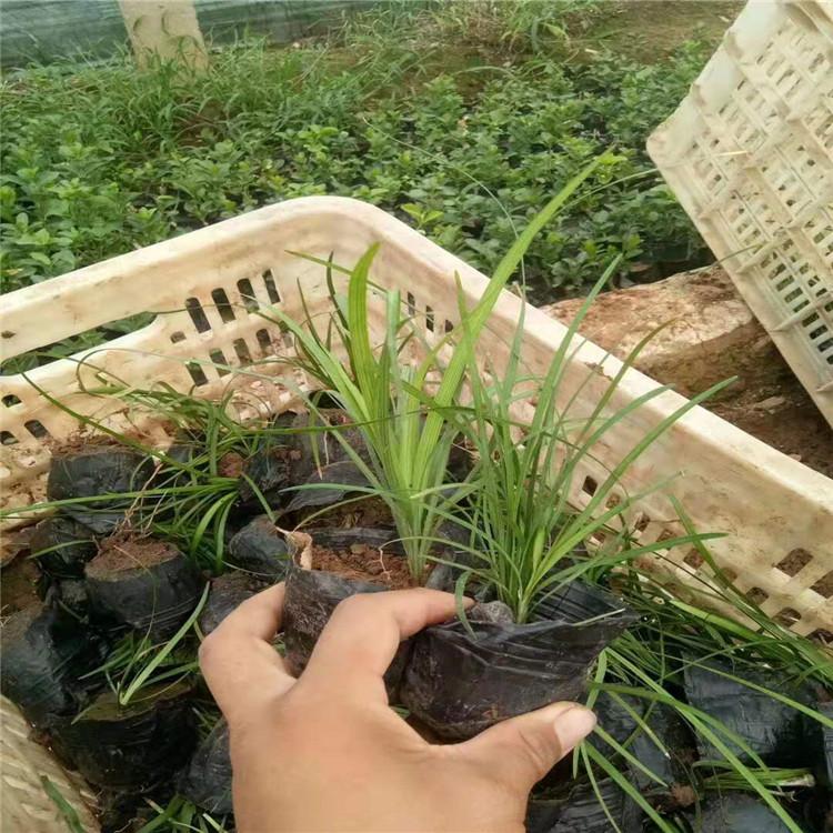 麦冬草批发麦冬草价格麦冬草出售供应