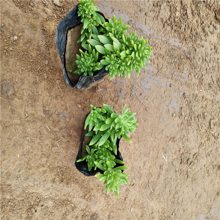 石家庄黑心菊大量直销 黑心菊五一草花