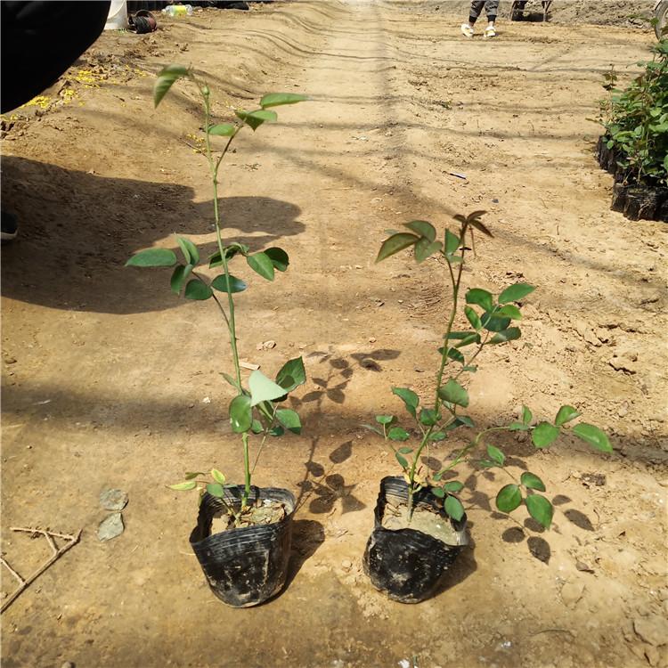 南平大花月季盆栽花卉 大花月季各种花草批发