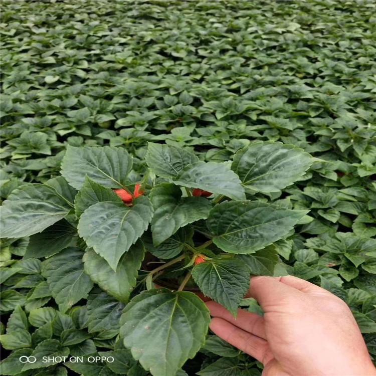 周口一串红盆栽花卉 一串红园林景区绿化工程