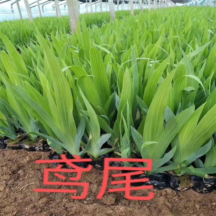 三明鸢尾花坛造型用花供应 鸢尾花海新品种