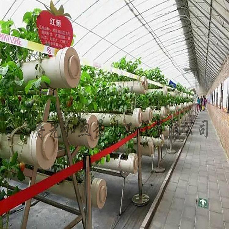 无土栽培 各种无土栽培方式    蔬菜水果植物 无土栽培生产厂家