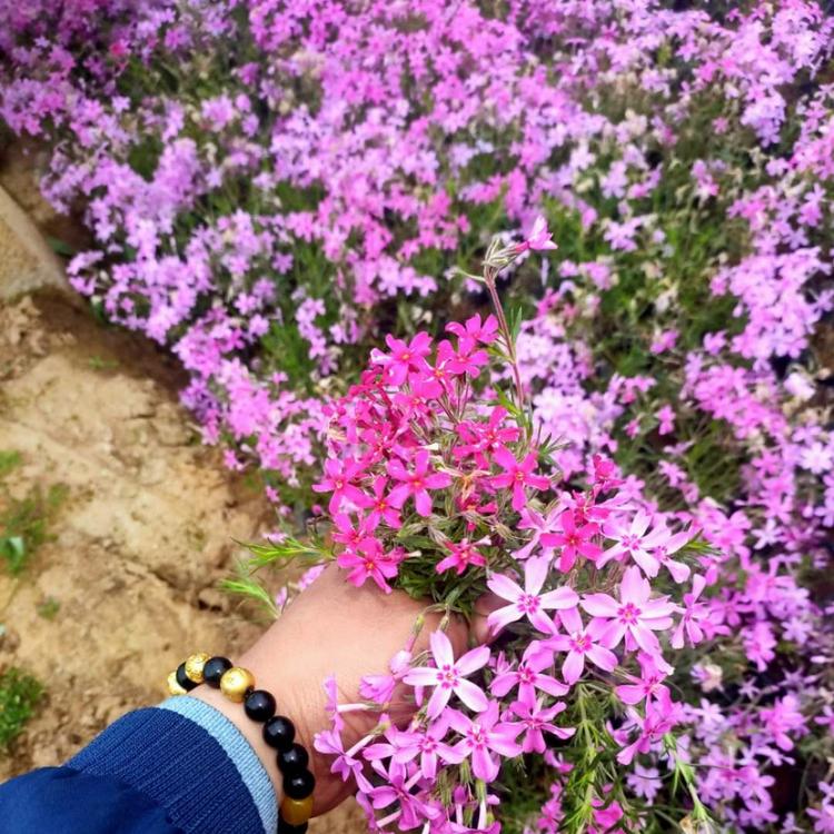 丛生福禄考价格 之樱花价格之樱花海