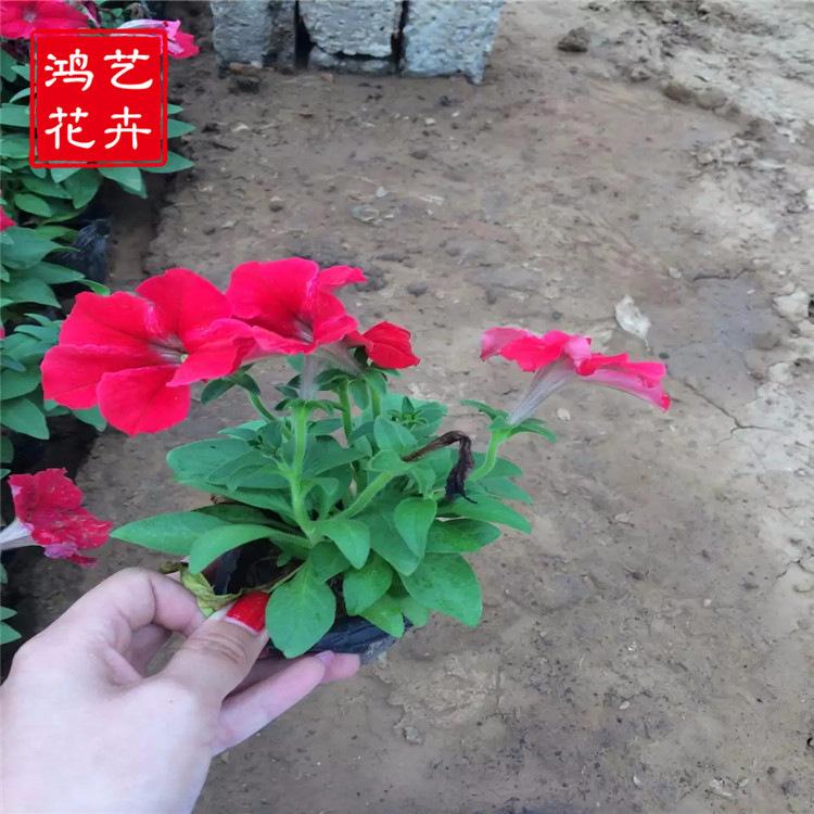 矮牵牛 青州草花基地 供应大量矮牵牛苗