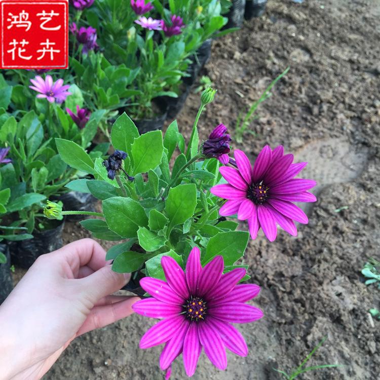 万寿菊 庭院盆栽草花万寿菊种苗大量供应
