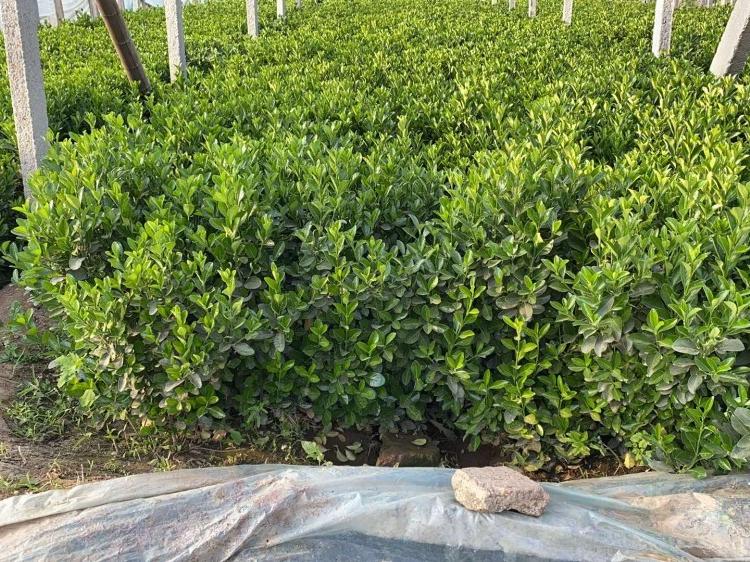 冬青大叶黄杨基地大叶黄杨基地 大叶黄杨种植基地 锦川 大叶黄杨价格