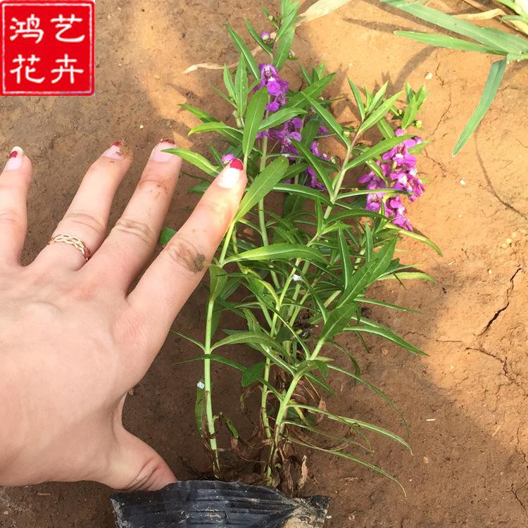 香彩雀批发 青州香彩雀基地 鸿艺花卉