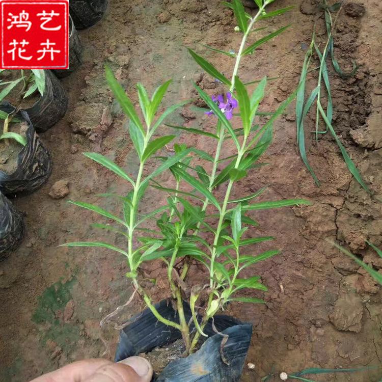 香彩雀 园林绿化带专用香彩雀种苗 青州草花基地供应