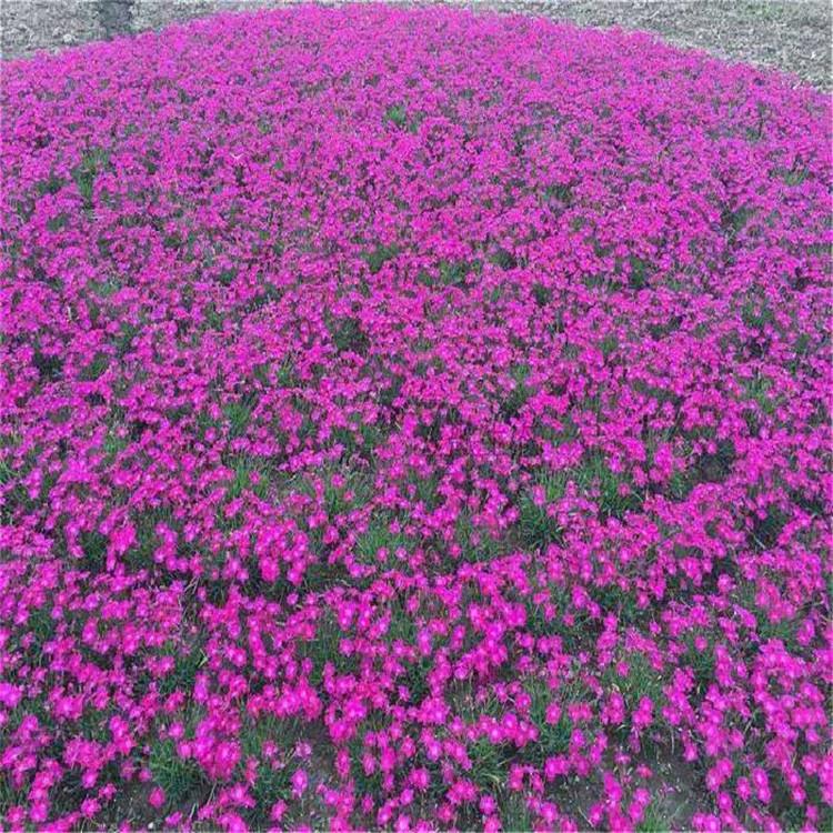 欧石竹大量供应  欧石竹报价 华硕欧石竹种植基地