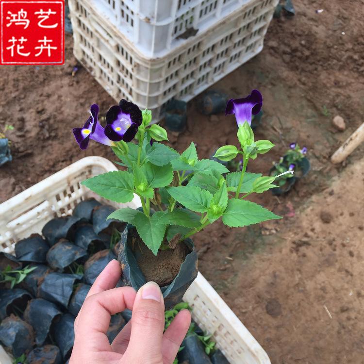 夏堇 青州基地批发夏堇小苗 大量草花供应