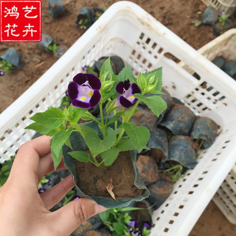 夏堇 夏堇批发价格 山东夏堇供应