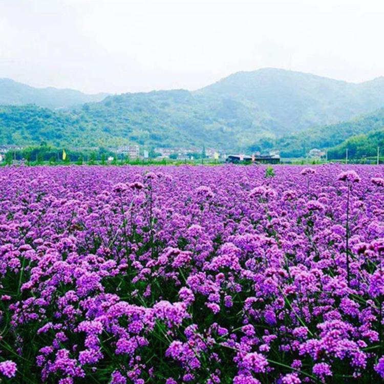 马鞭草价格 柳叶马鞭草基地供应