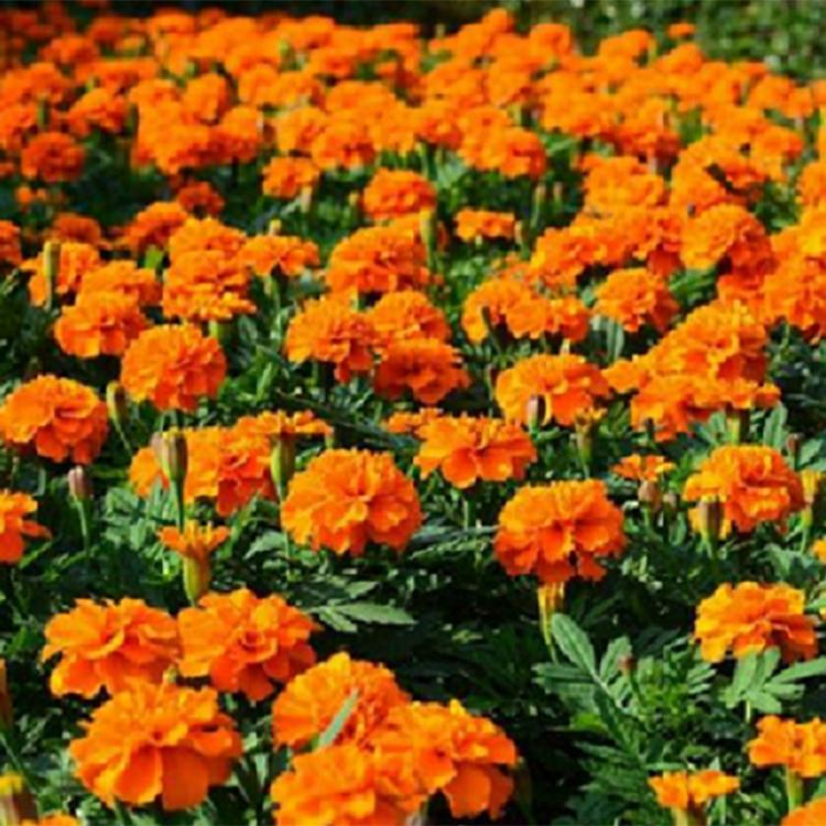 华硕花卉 孔雀草种植基地 大量批发供应孔雀草穴盘苗