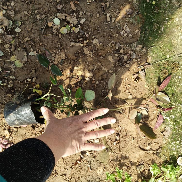 濮阳大花月季绿化专用 大花月季基地批发