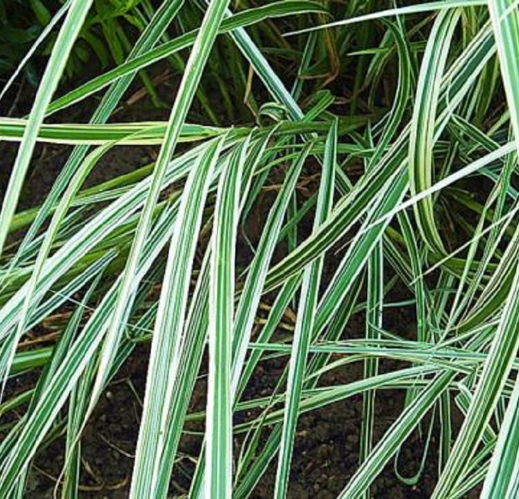 花叶芒价格 花叶芒报价 花叶芒种植基地-志民花卉