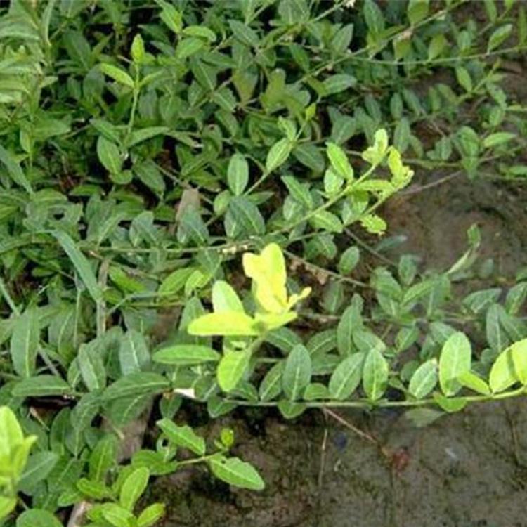 小叶扶芳藤 小叶扶芳藤种植基地 小叶扶芳藤行情 小叶扶芳藤供应