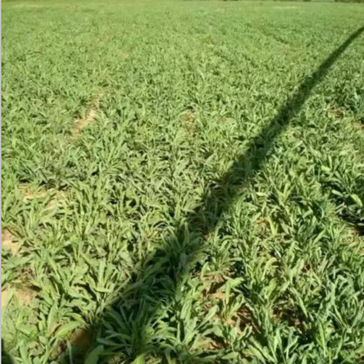 板蓝根种苗批发厂家 板蓝根籽 亳州药都种植基地直发