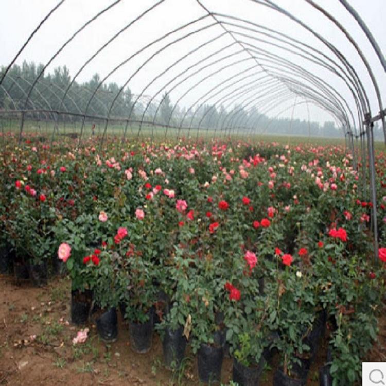 丰花月季价格 月季花价格 丰华月季报价 欢迎咨询