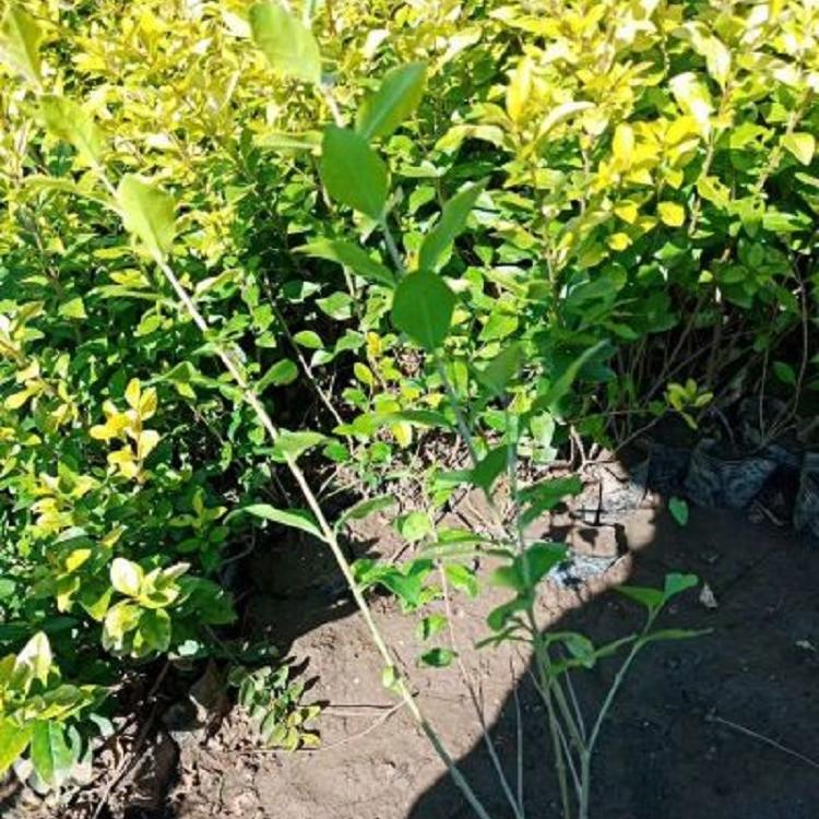 金叶女贞直销 金叶女贞基地 金叶女贞种植基地-运来花卉