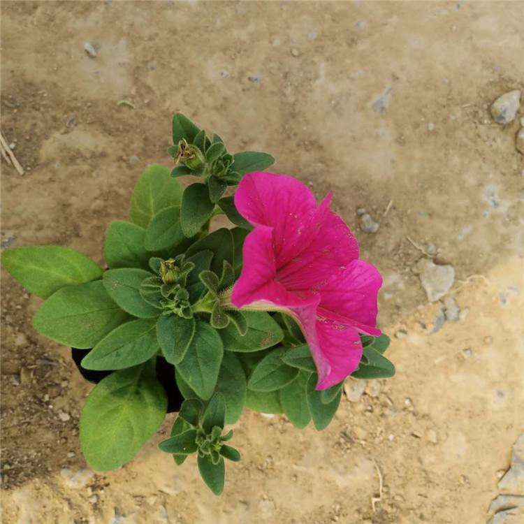 烟台矮牵牛花海用苗 矮牵牛带土盆栽花远观赏花