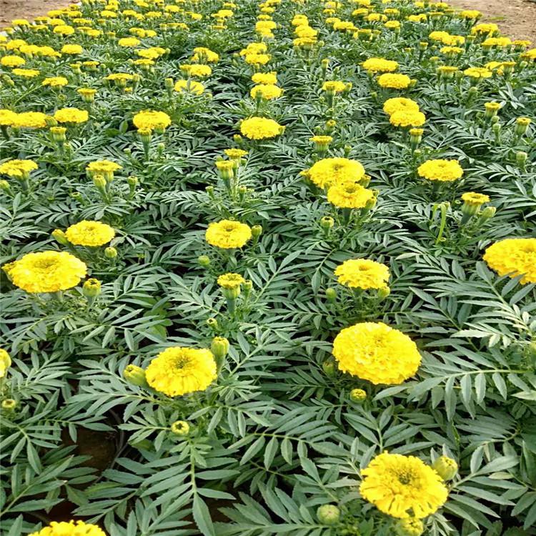 新乡万寿菊草坪用花 万寿菊屋顶观赏苗-双科花卉