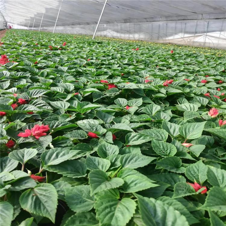 宁波一串红时令草花批发 一串红价格实惠