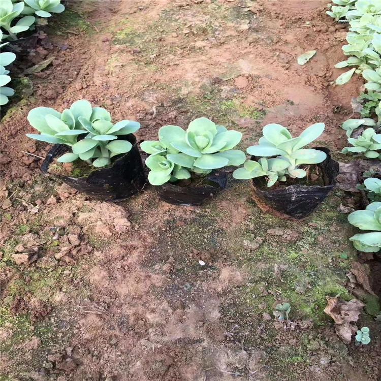 鹤壁八宝景天花海工程美化 八宝景天量大从优