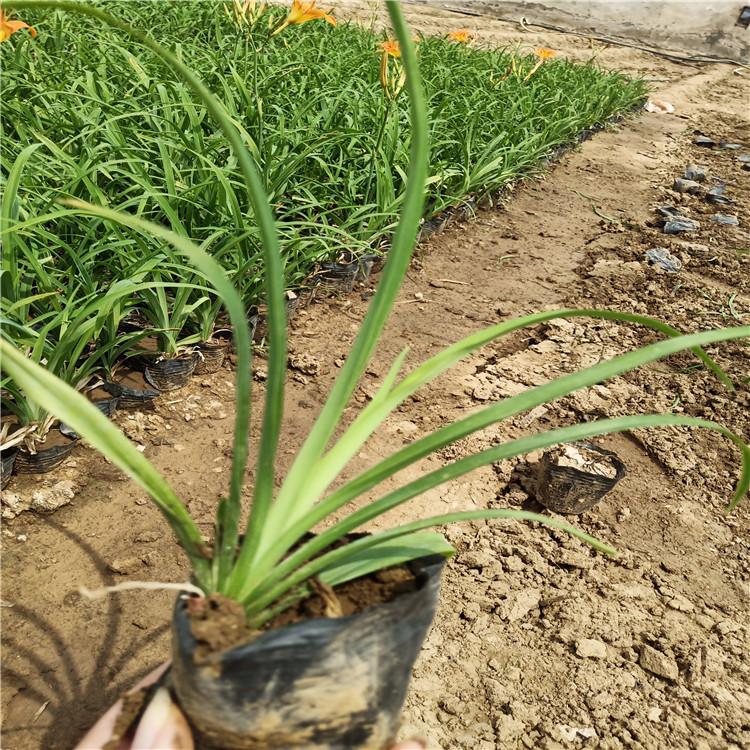 济南大花萱草五一草花 大花萱草阳台绿化