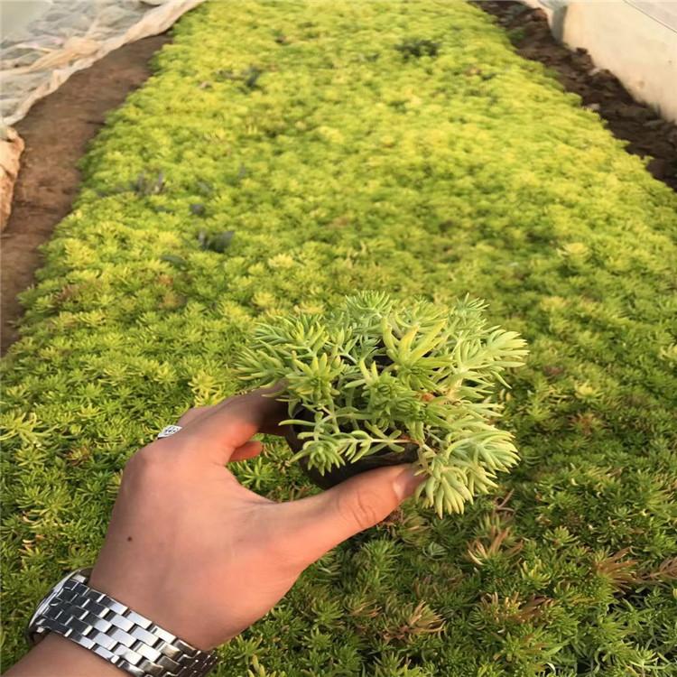 开封佛甲草现货供应 佛甲草基地自产自销