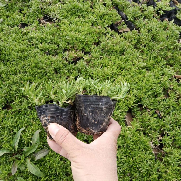 菏泽佛甲草价格实惠 佛甲草花海景观设计花草