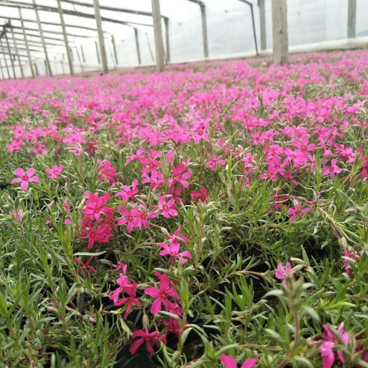 芝樱芝樱价格芝樱批发芝樱供应