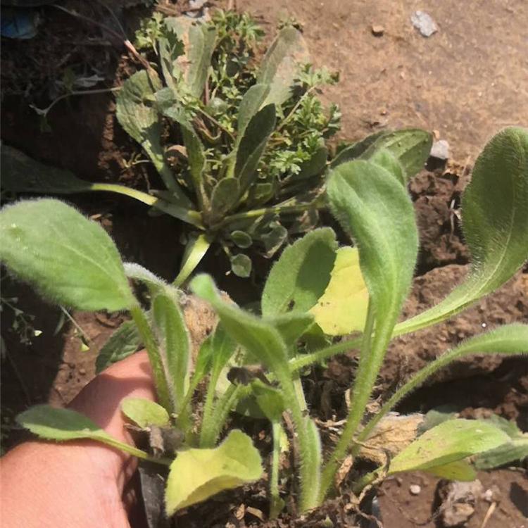 黑心菊直销