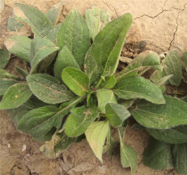 黑心菊种植基地