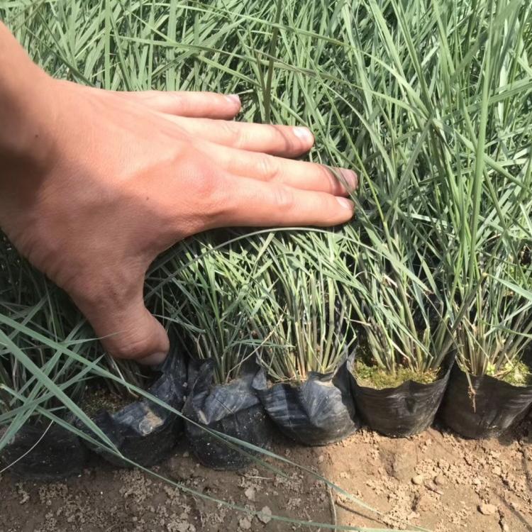 粉黛乱子草花海制造 粉黛乱子草种植批发