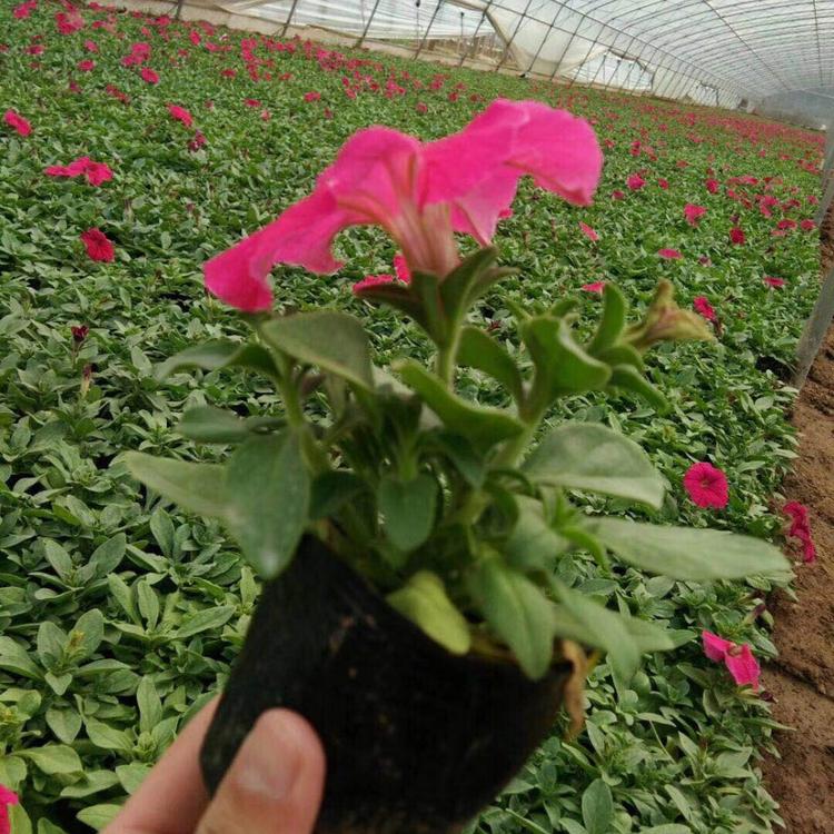 哪家玫红牵牛便宜 润雨花卉