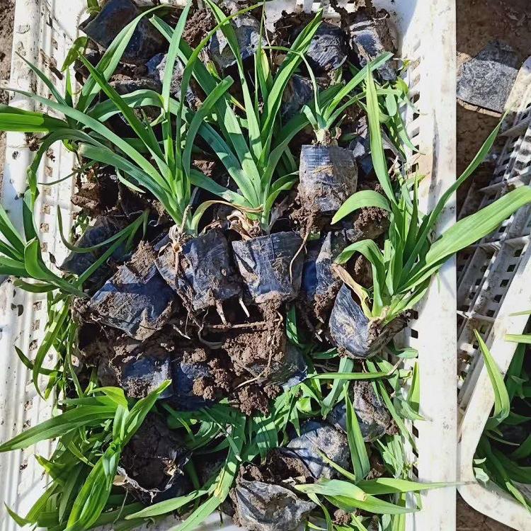 绿化地被苗报价 钰艺基地大量批发大花萱草 绿化大花萱草批发