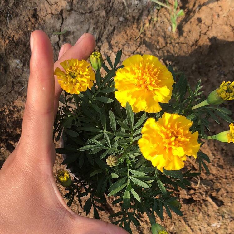 青州草花孔雀草报价 双色盆孔雀草报价 孔雀草行情