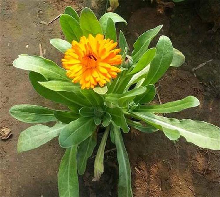 金盏菊 金盏菊批发 金盏菊基地