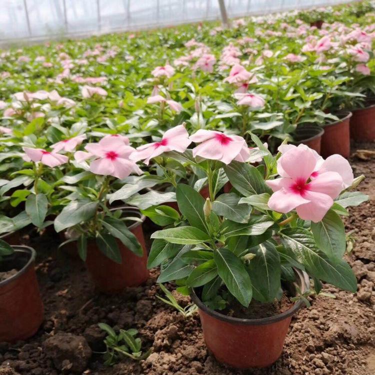 青州哪家长春花好 找 长春花请到润雨