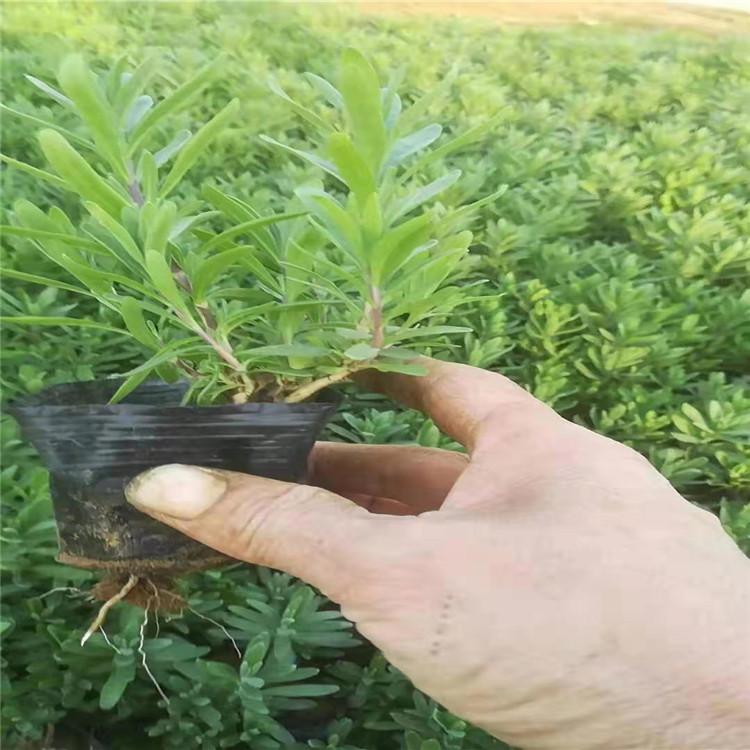 鹤壁薰衣草五一草花 薰衣草绿化常见植物