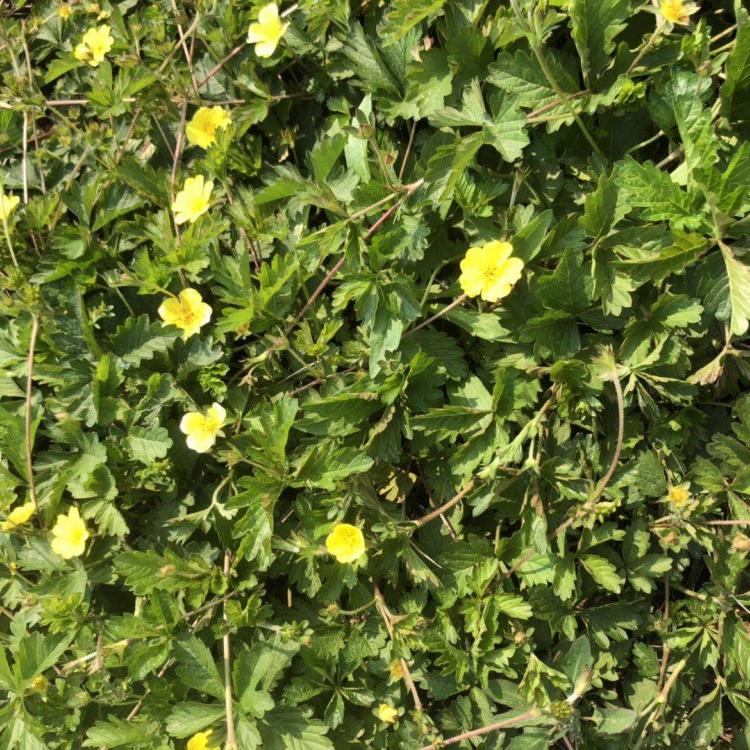 青州萎陵菜 萎陵菜培育 欢迎咨询萎陵菜