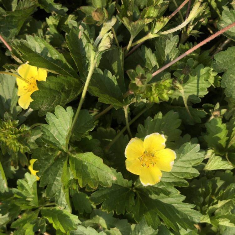 萎陵菜基地直销 萎陵菜报价