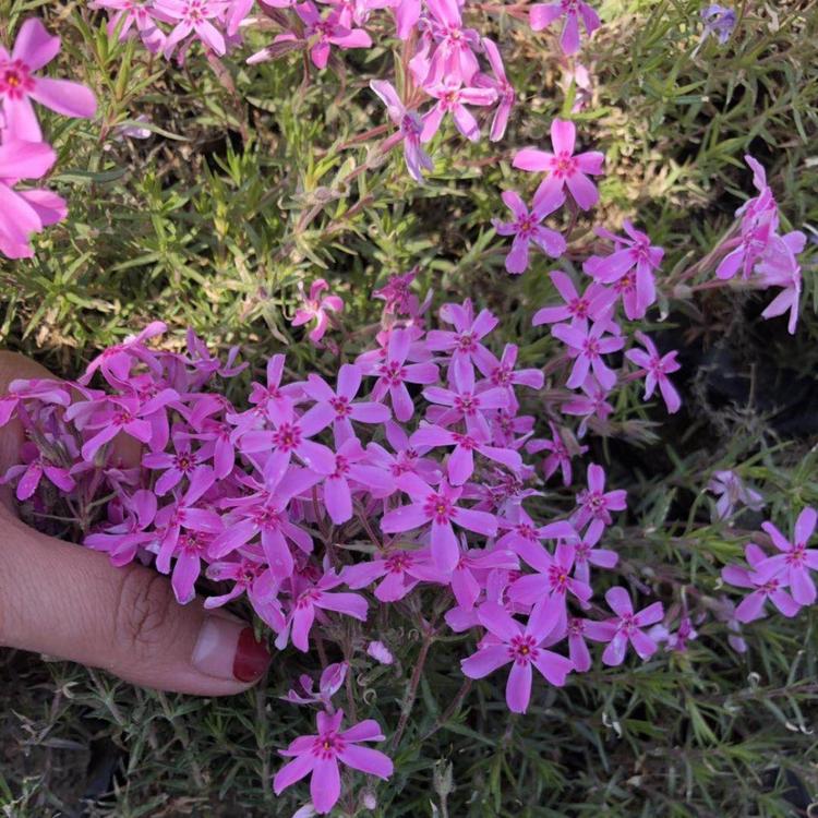 山东青州草花芝樱直供   福禄考直销